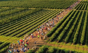 AdventHealth U Run U pick Blueberry 5K